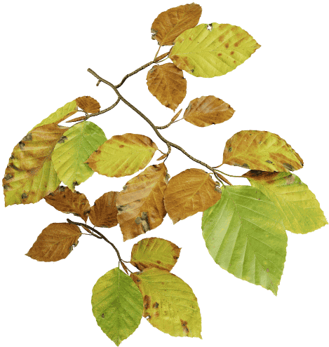 European Beech Fall - Sweet Birch (500x500)