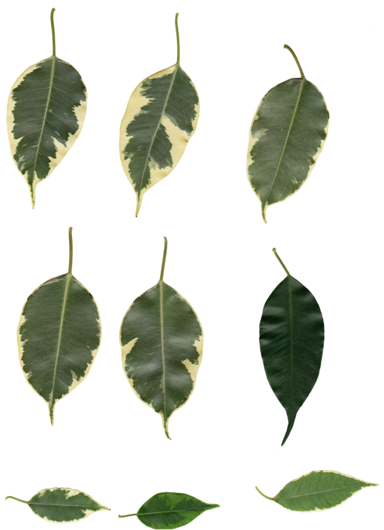 Ficus Starlight Leafy By Ghostofart - White Walnut (757x1056)