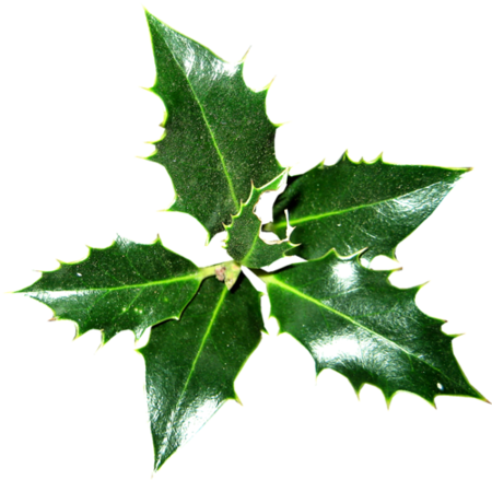 Houx Gui / - Dew (450x439)
