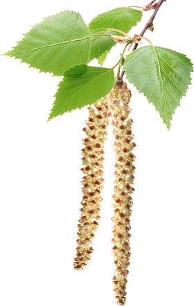 Birch (280x443)