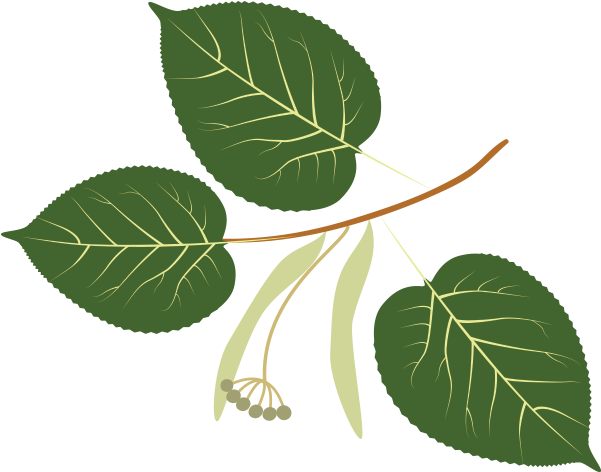 Linden - Beech (600x600)