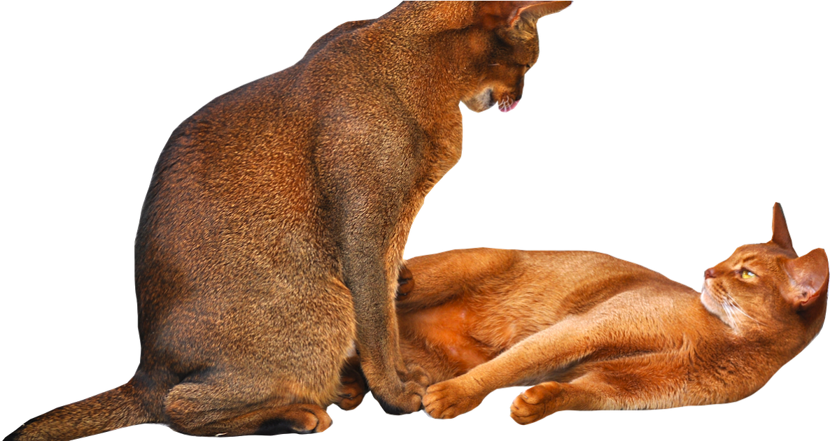 Free Cat Images - Pouncing Cat Transparent Background (1200x630)