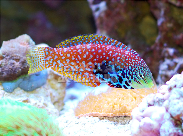 Macropharyngodon Bipartitus (900x600)
