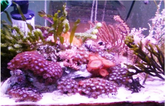 123456 - Aquarium (1050x350)