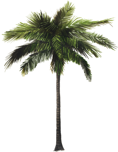 Palm Trees (750x502)