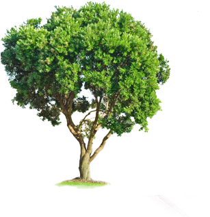Arboles Ornamentales - Tree (483x335)