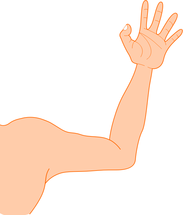 Arm Clipart - Armcliaprt (588x692)