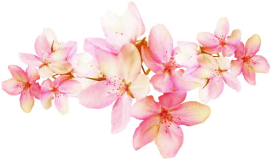 هنا - Cherry Blossom (600x359)