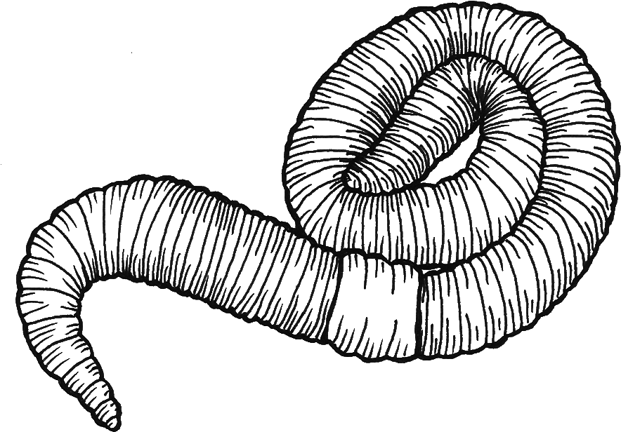The Earthworm Project - Earthworm Line Drawing (1000x1000)