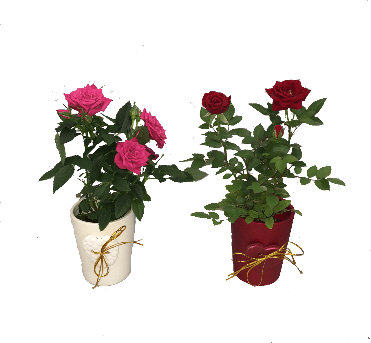 Mini Rose - Mini Roses Png (1280x1280)