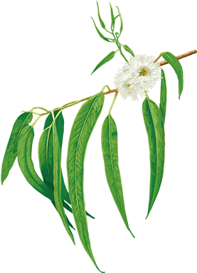 Eucalyptus - Illustration (800x400)