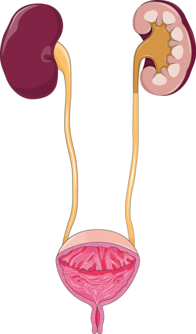 Urinary Tract - Excretory System (399x680)