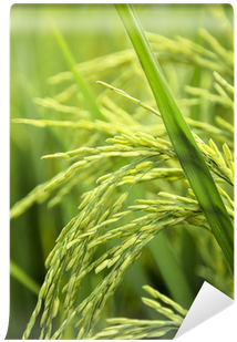 Rice (400x400)