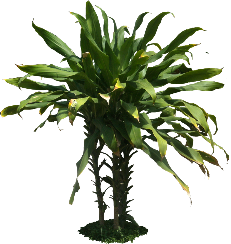 7 Png, - Plants (789x845)