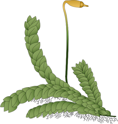 Moss Drawing Plants - Nonvascular Plants Drawing (380x400)