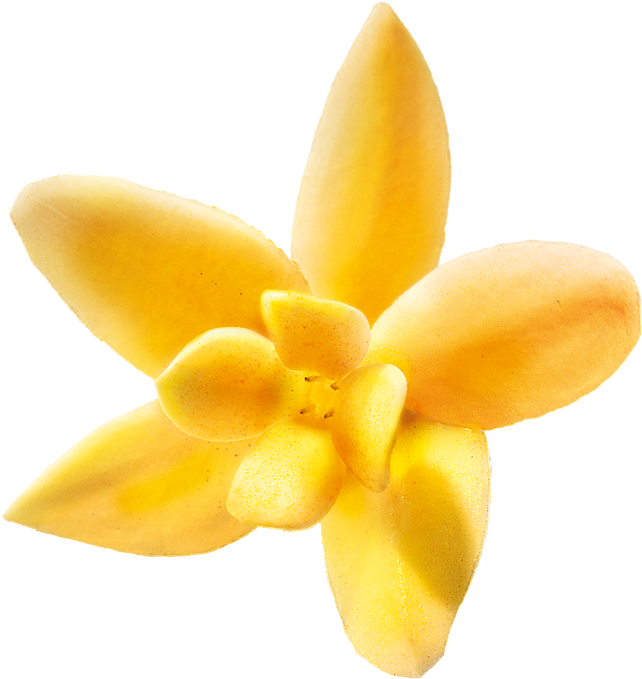 Vanilleblute-1 - Lily (650x678)