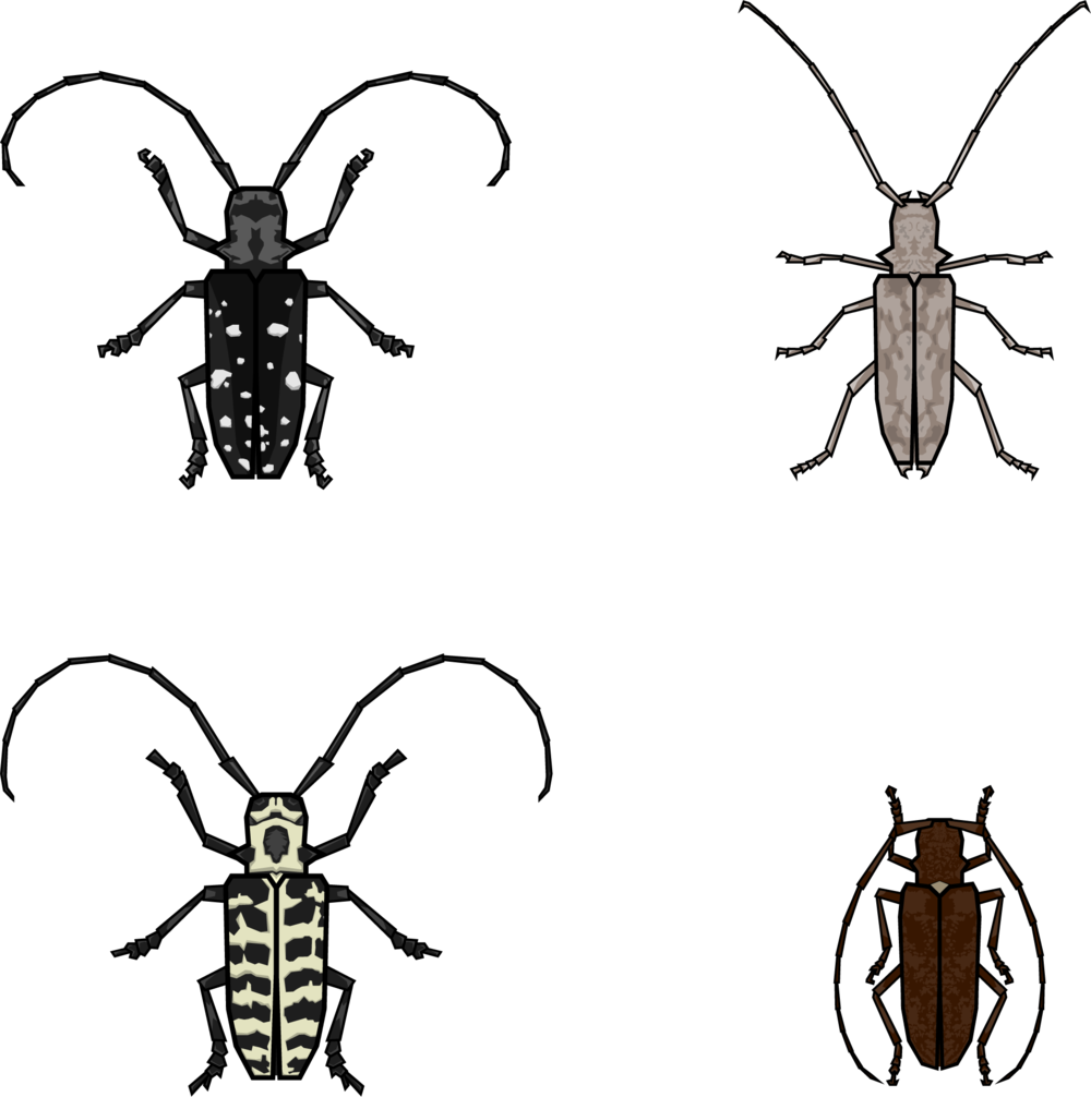 Beetle Illustrations - Illustration (1000x1006)
