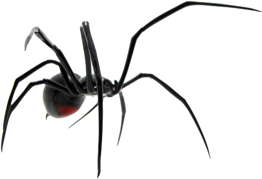 Spider - Spider (600x450)