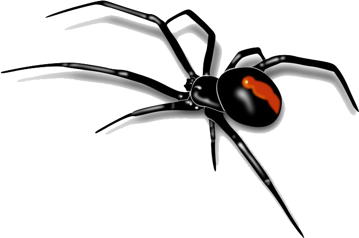 Spider - Australian Red Back Spider (736x481)
