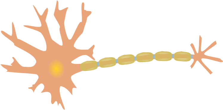 Neuron Clipart (800x513)