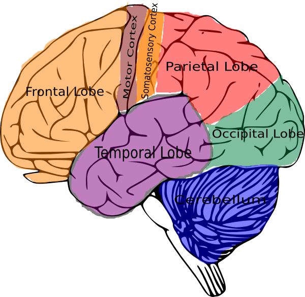 Free Clip Art Brain - God In The Brain (600x585)