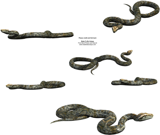 Python Snake Free Transparent By Madetobeunique - Deviantart Snake Png (600x480)