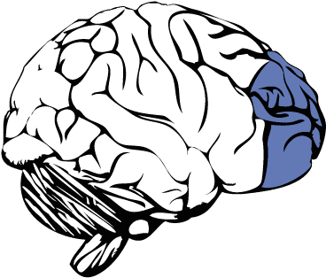 4 Current Research On Consciousness - Prefrontal Cortex No Background (461x358)
