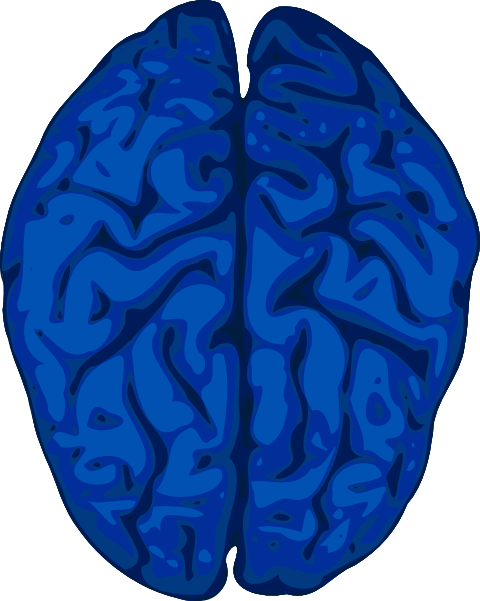 Brain Clipart (480x601)