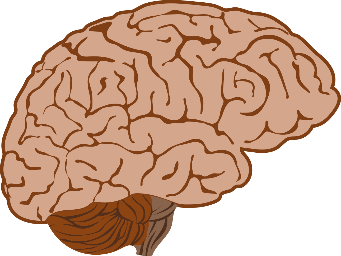 Weak Brain Cliparts - Illustration (1291x971)