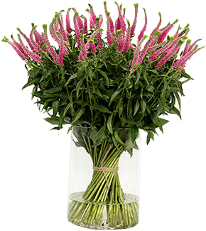 Veronica Smart Bizarre - Gazania (470x374)