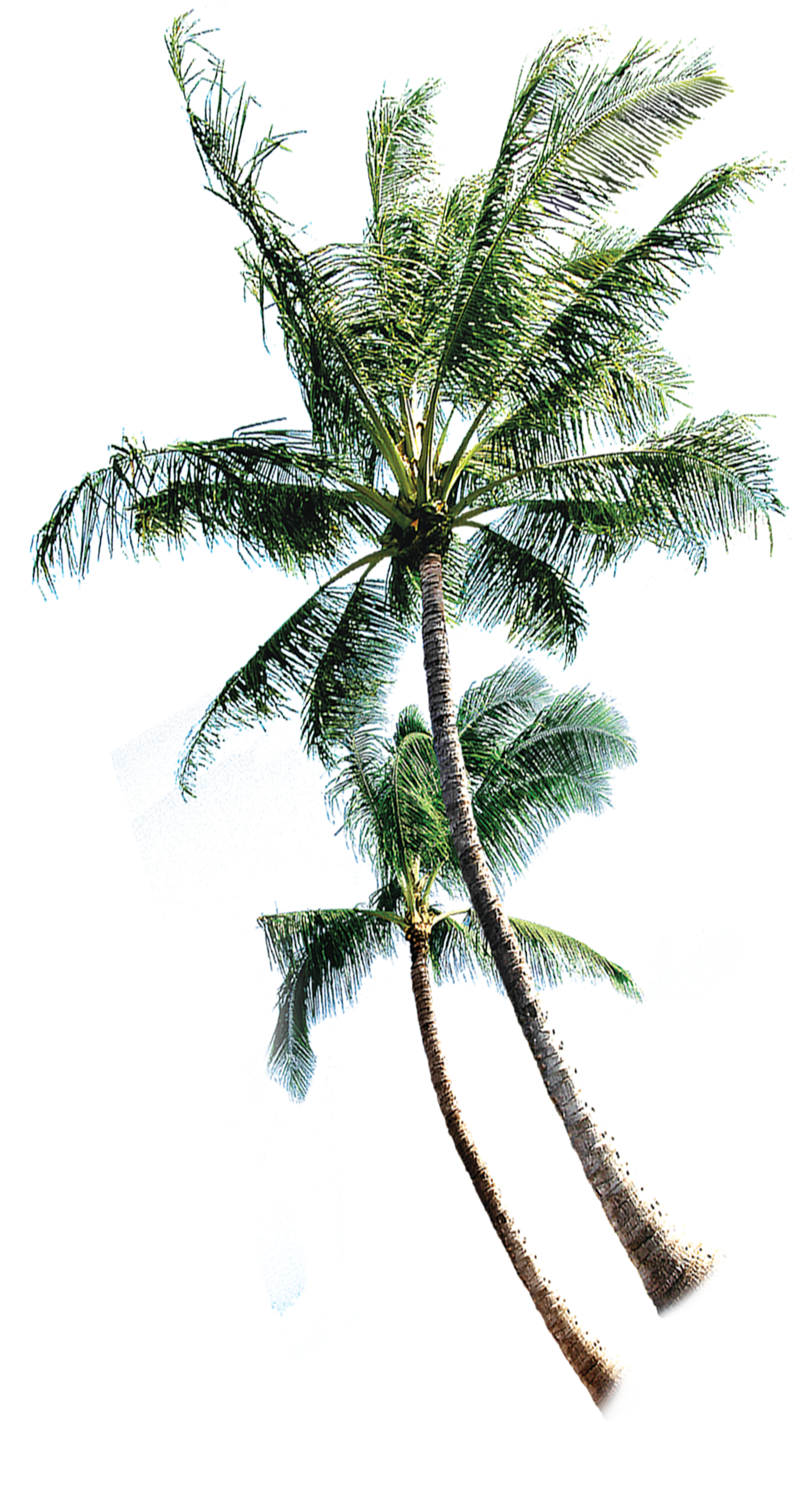 Coconut Tree Euclidean Vector - Rely2016 Random Color 1pcs Inflatable Fluorescent Swim (2600x3730)