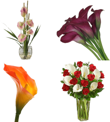 Calla Lilies - Stunning Red Rose & Calla Lily Bouquet - Flowers (400x400)
