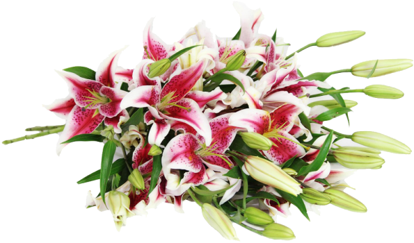 Stargazer Lily (600x600)