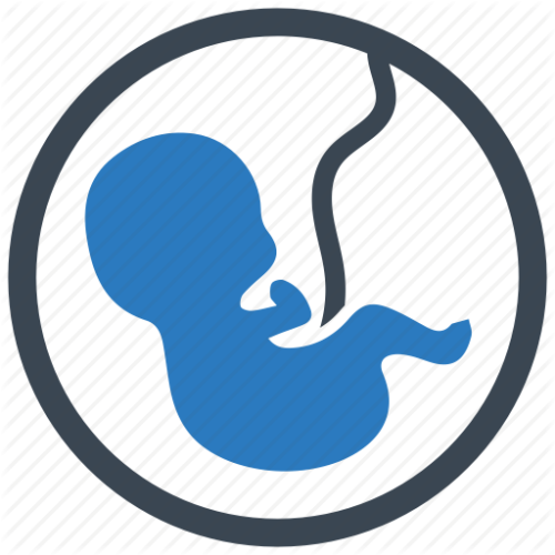 Obstetrician - Fetus (512x512)