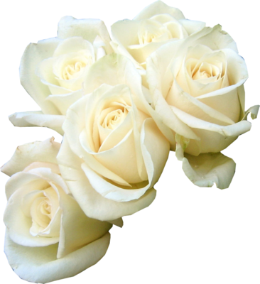 Psd White Rose - White Roses Psd (366x400)