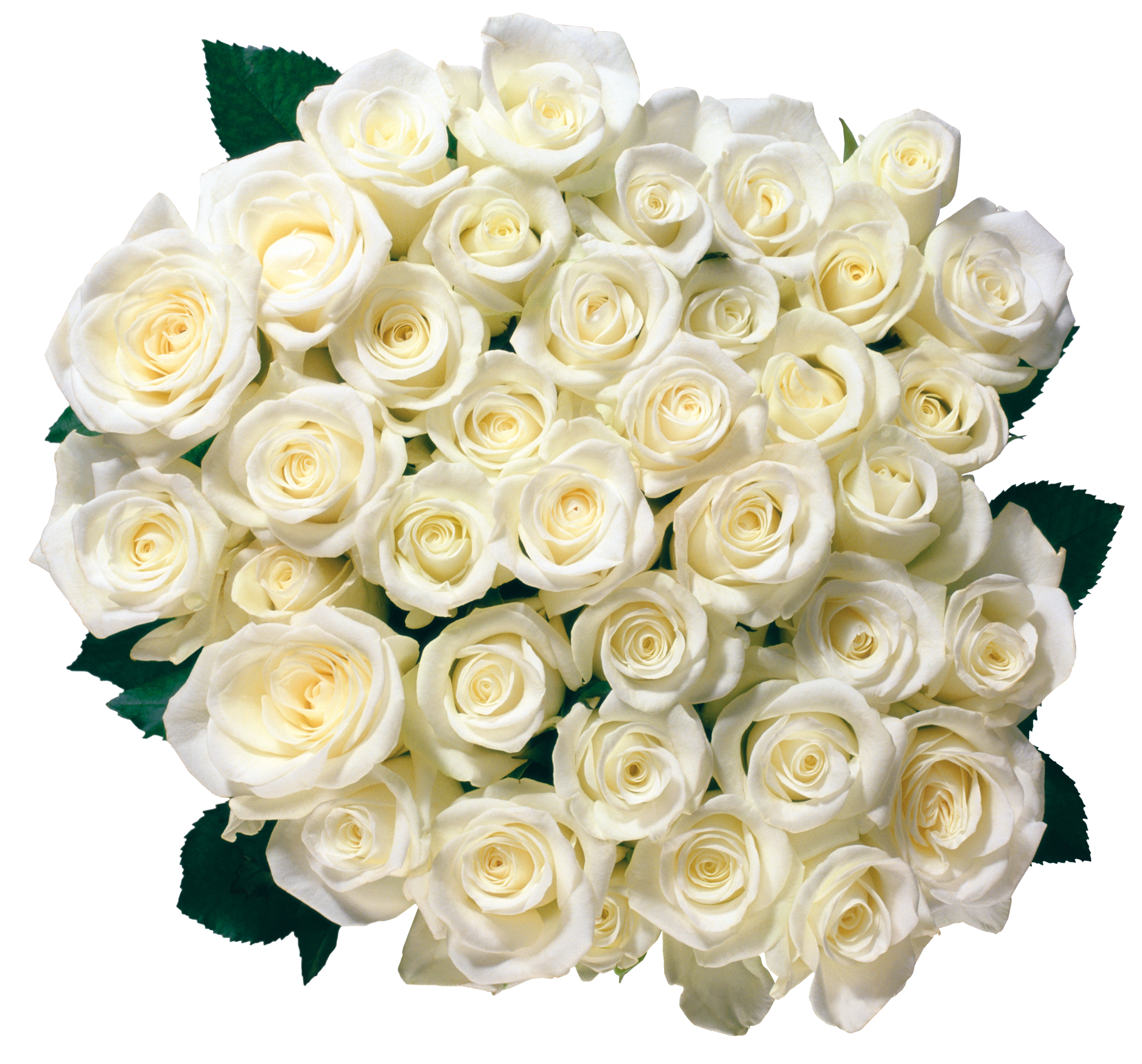 White Roses Png (2600x2423)