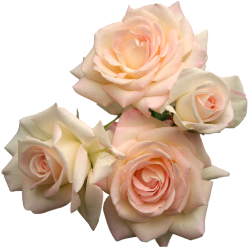 Torri - Pink Roses Transparent (500x500)