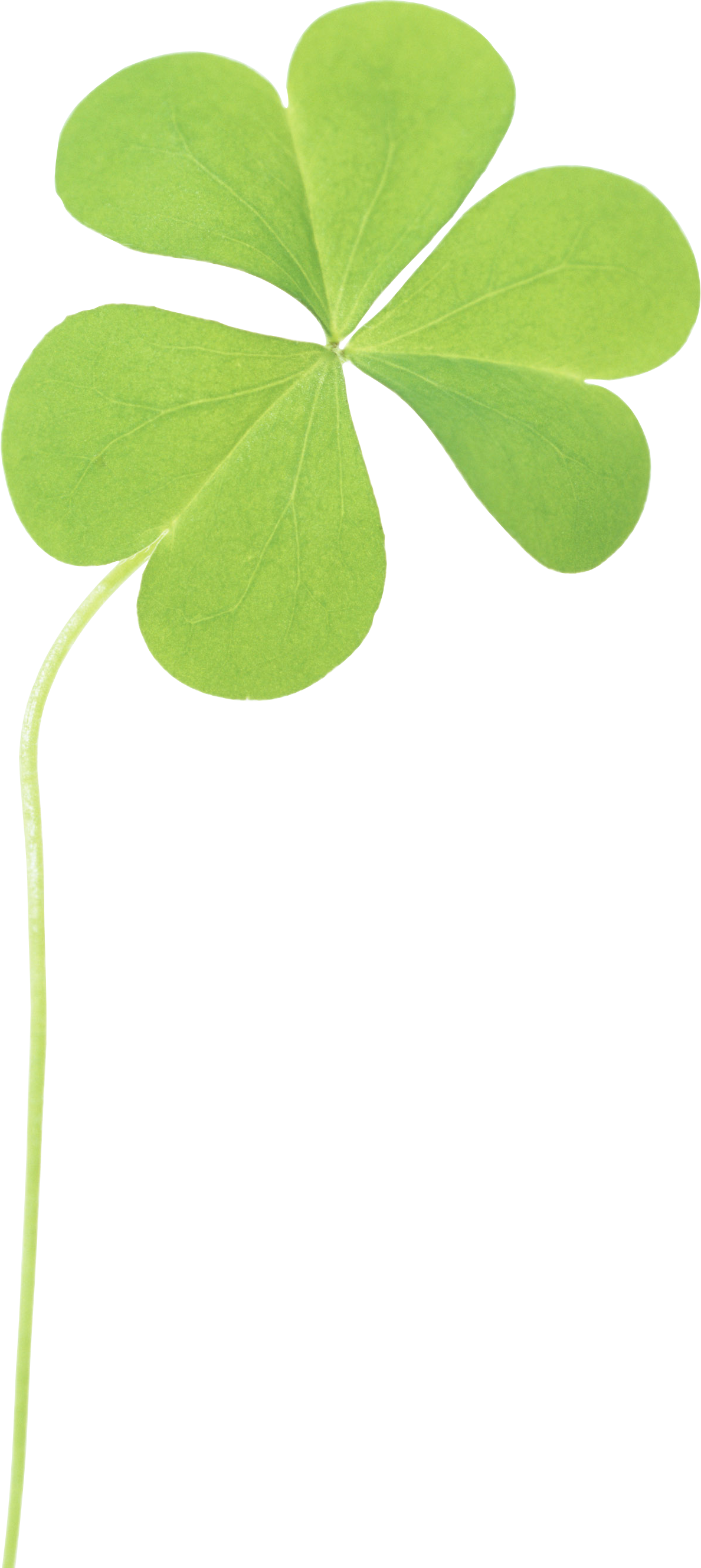 Clover Png Image - Clover (1188x2657)