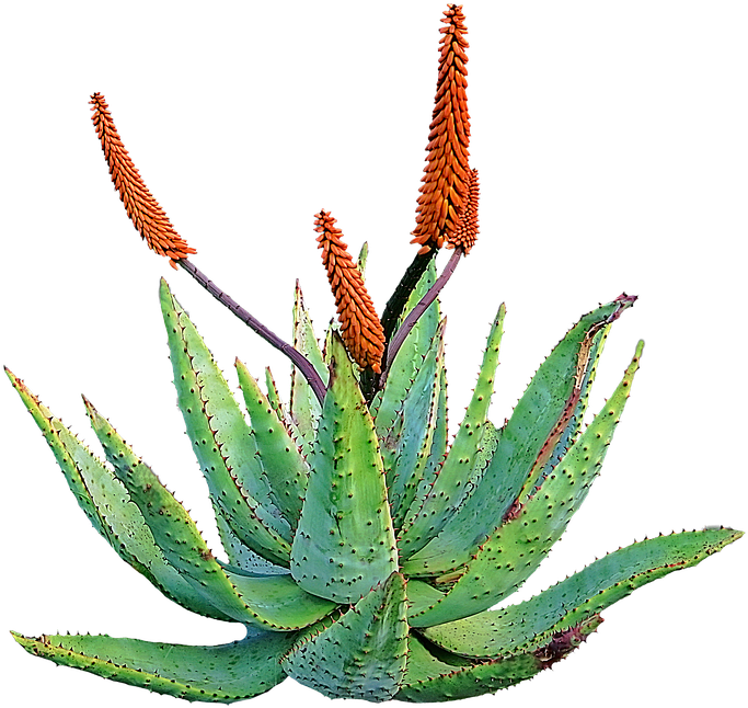 Aloe Vera (789x720)