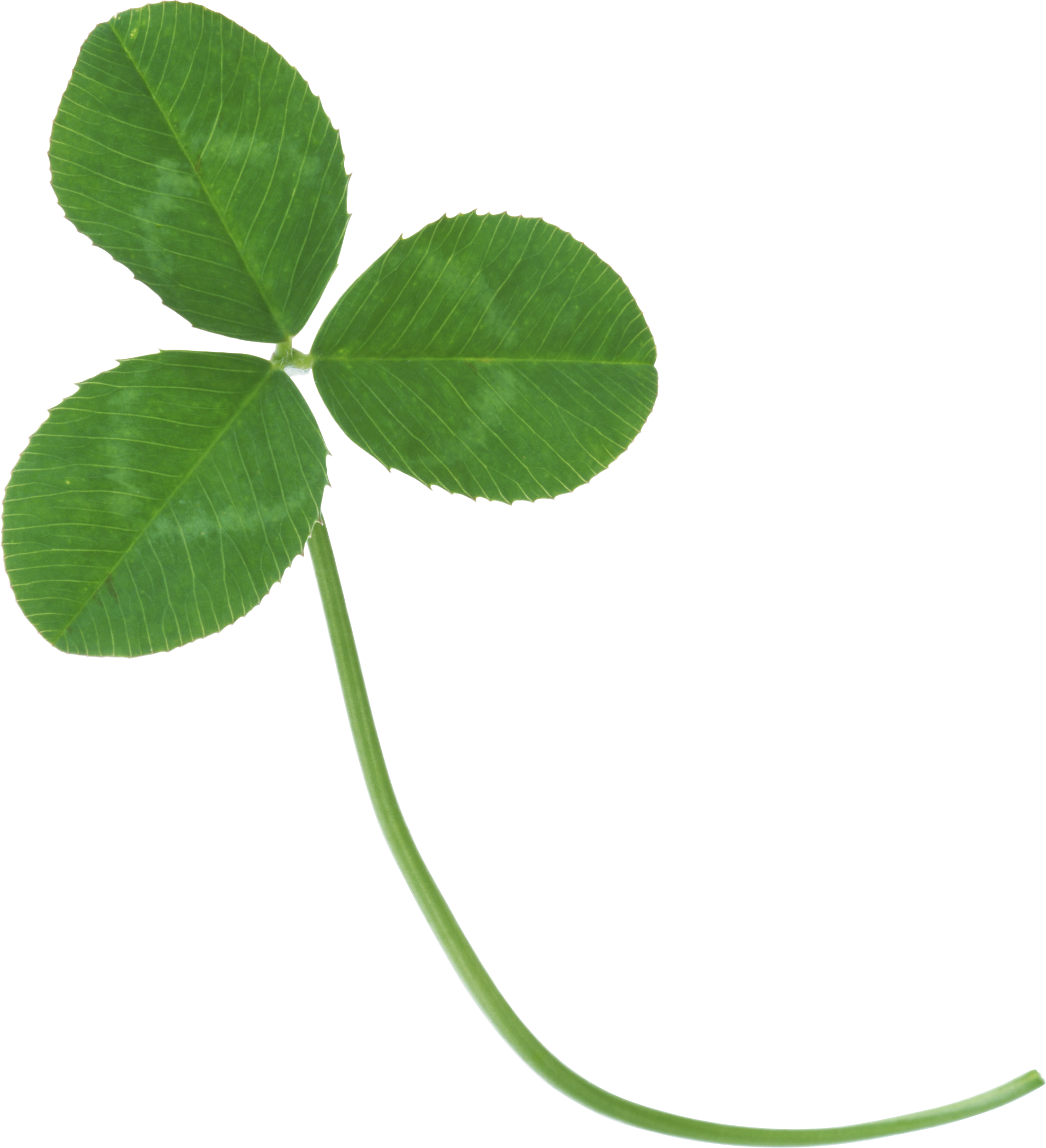 Clover - Clover Transparent (1978x2170)