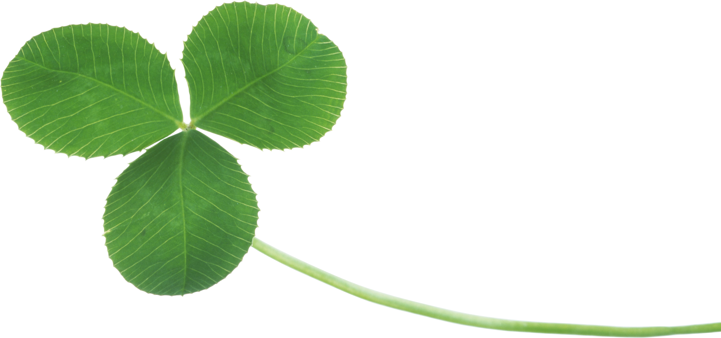 Clover - 3 Leaf Clover (2731x1280)