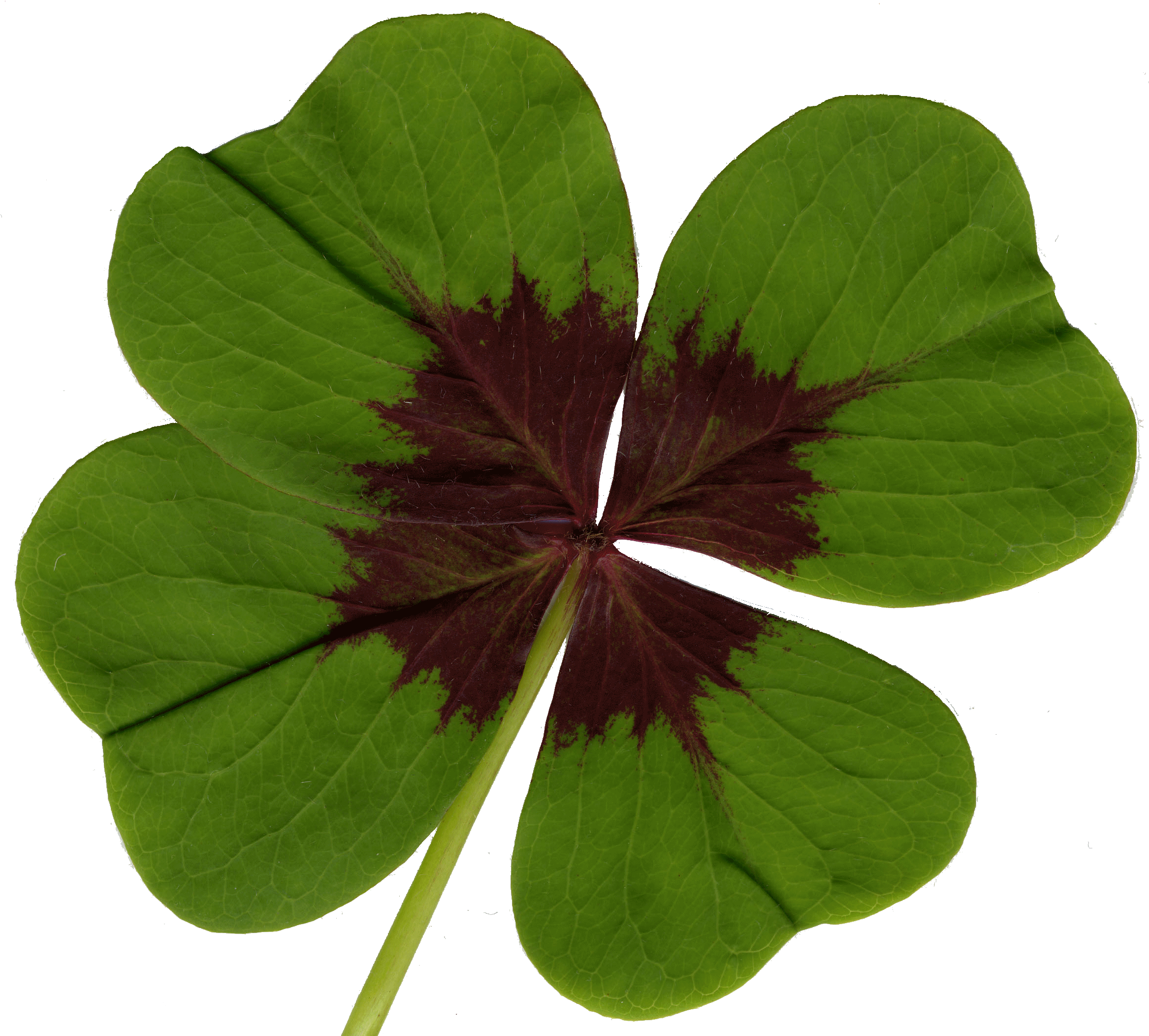 Png With Transparent Background (2356x2135)