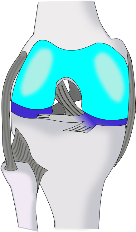 Knee Ventral - Illustration (499x800)