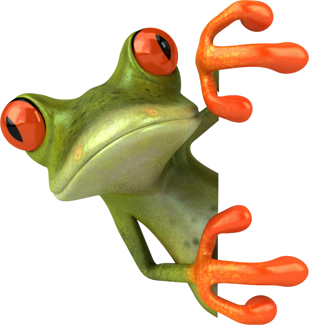 Frogs Png (1000x1052)
