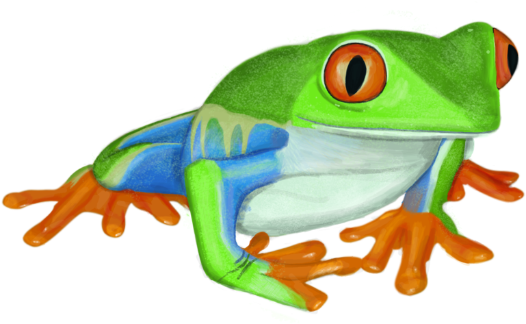 Red-eyed Tree Frog (1063x751)