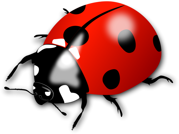 Lady Bird Clipart (800x582)