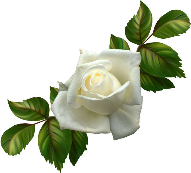 White Roses - Rose (650x608)
