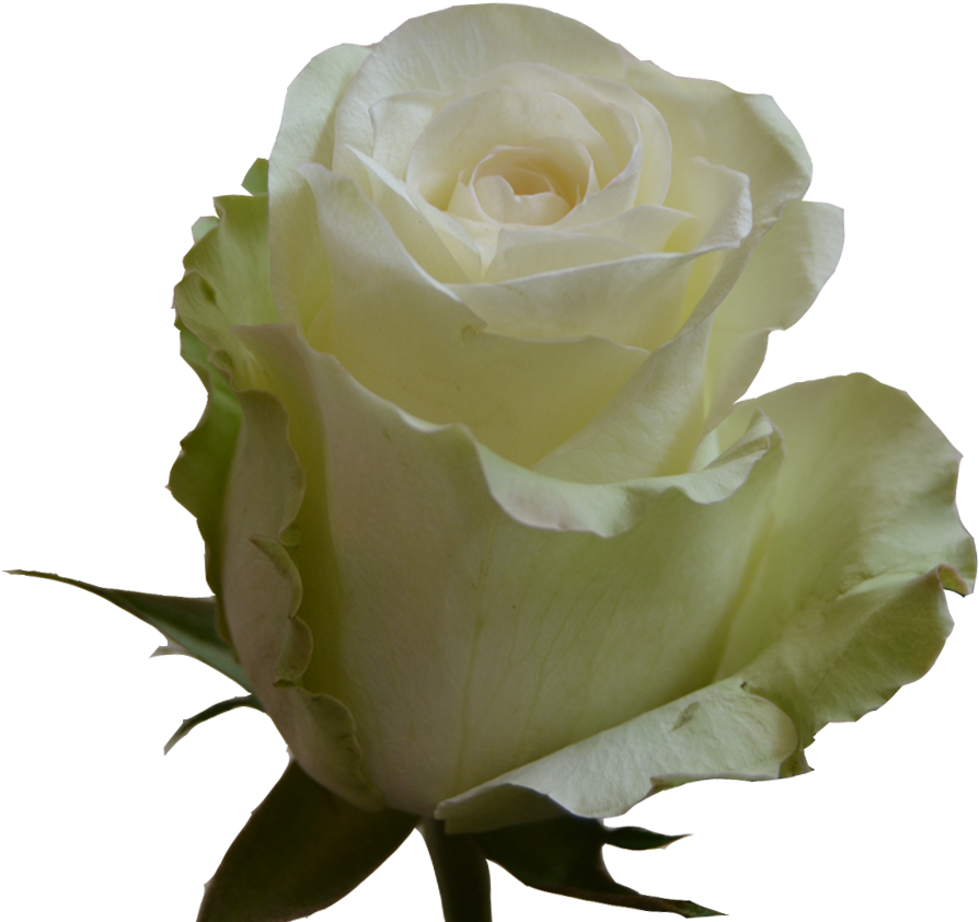Floribunda (980x920)