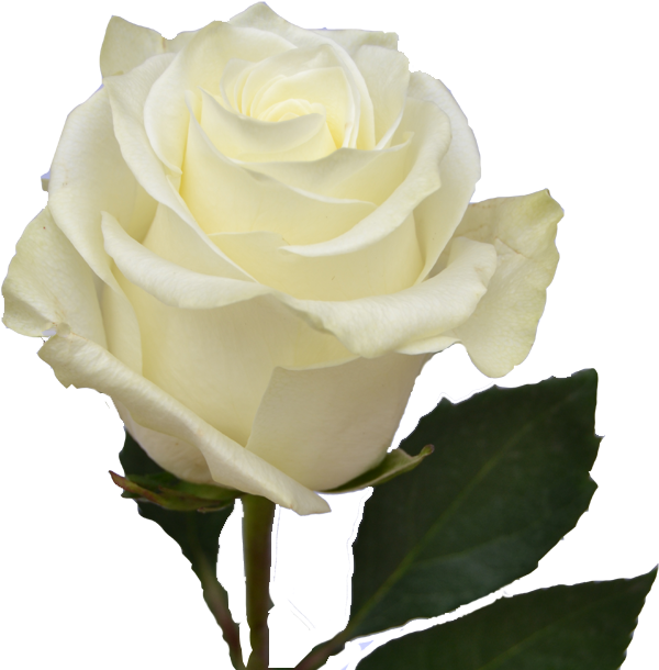 White Roses Transparent (667x650)