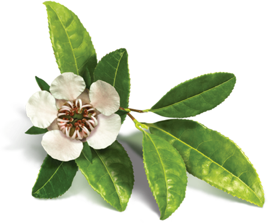 Calcium Ascorbate - Avalon Organics - Shampoo Scalp Treatment Tea Tree (600x600)